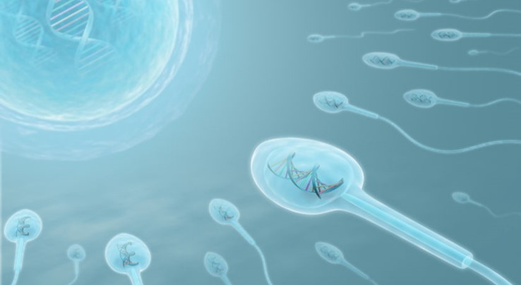 Фрагментация днк сперматозоидов: клиническая значимость, причины, методы оценки и коррекции