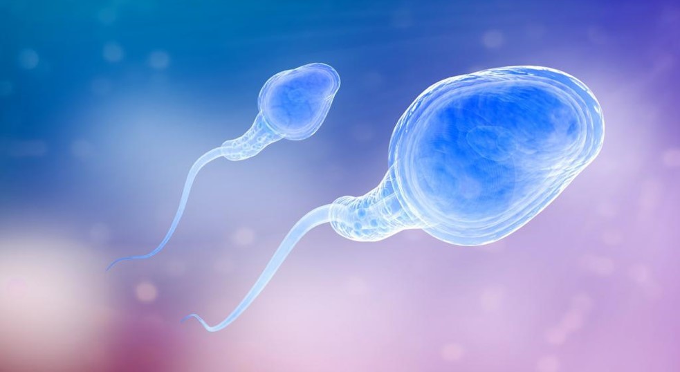 Роль ингибина в регуляции сперматогенеза и его клиническая значимость при мужском бесплодии
